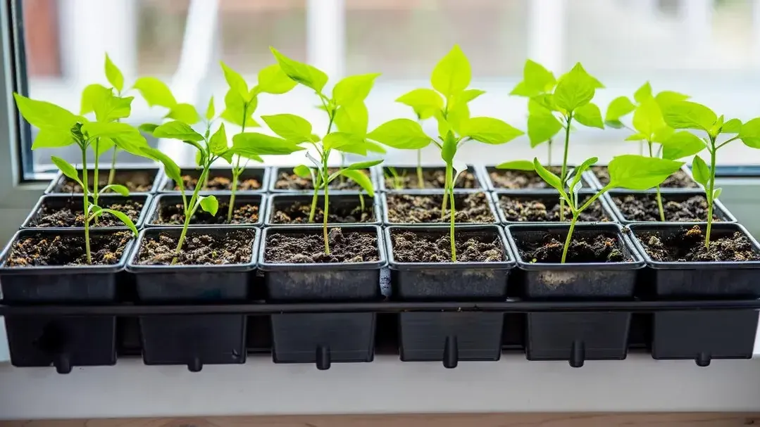 istockphoto.com/Tatiana Terekhina