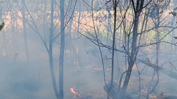 Фото: Комлесхоз Московской области