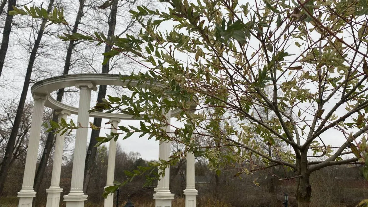 Фото: t.me/ParkVerbilki