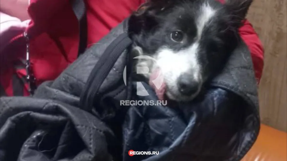 Тося после поимки на руках у волонтера в ветеринарной клинике. Фото: предоставлено волонтерами