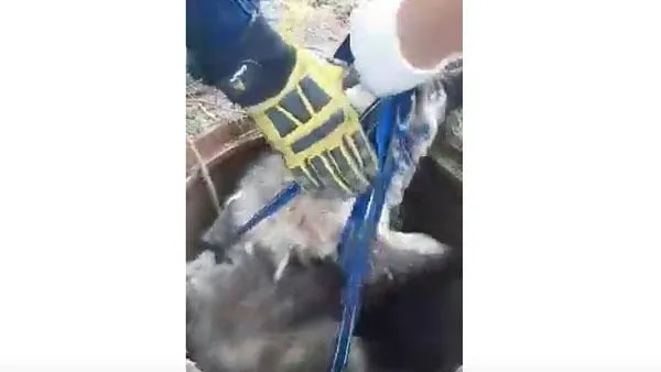 Скриншот видео YouTube