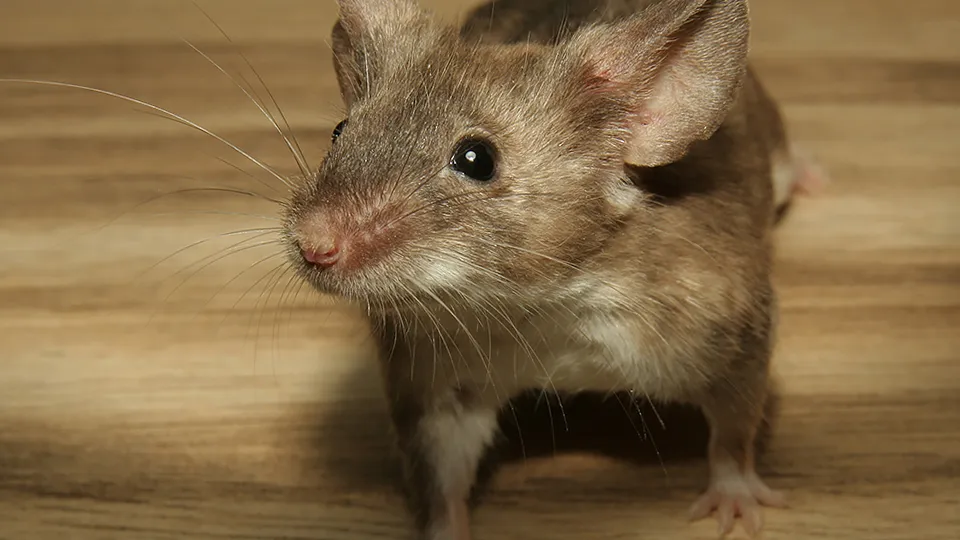 Фото: pxhere.com