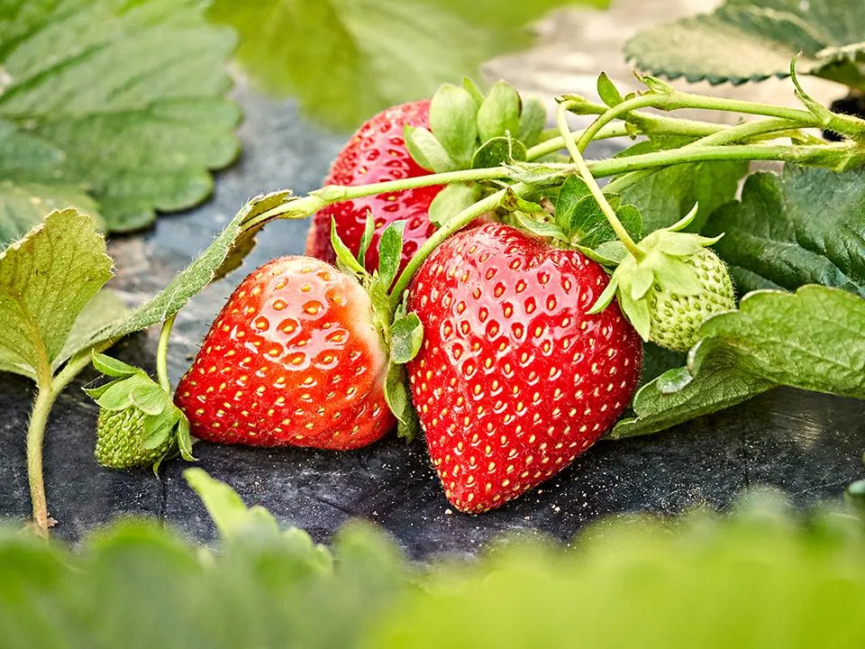 Фото: istockphoto.com/hdere