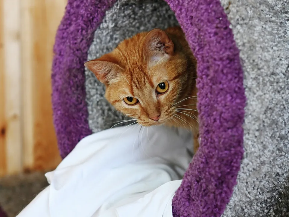 Фото: РИА Новости/Михаил Воскресенский