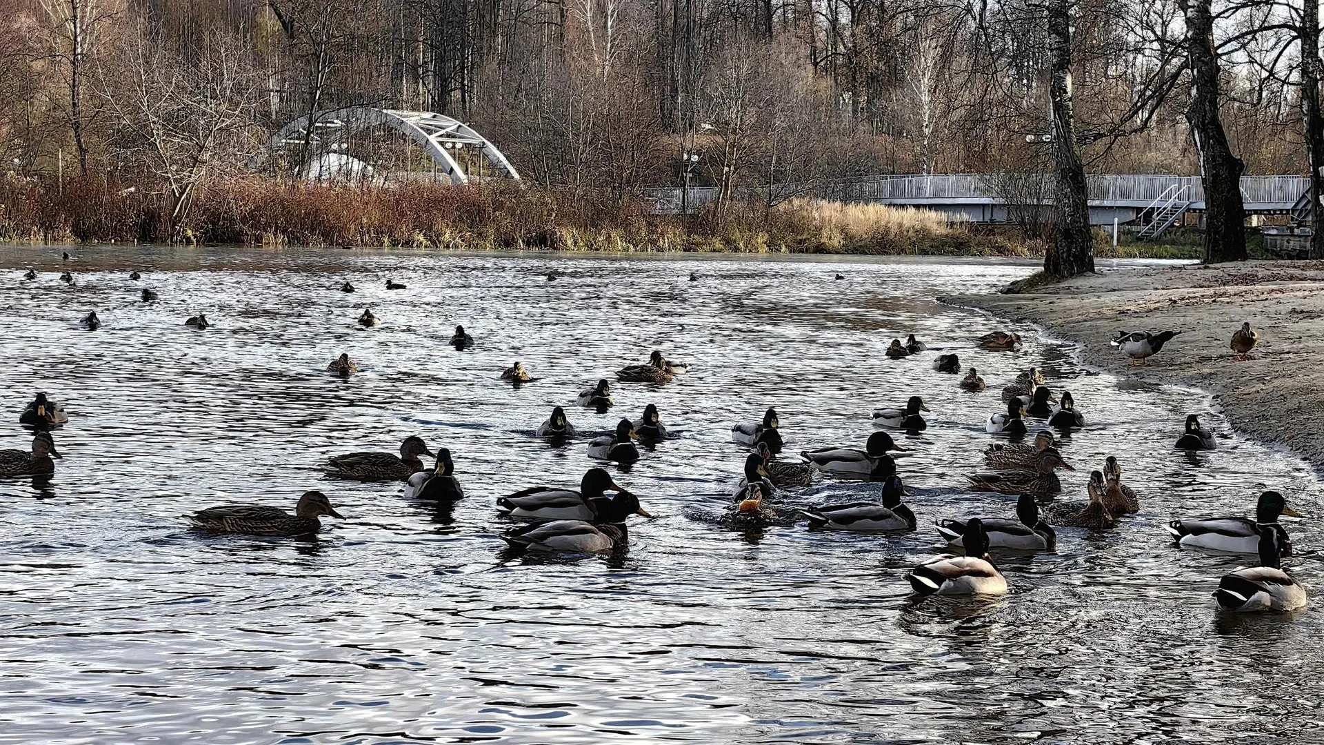 фото: Парковый комплекс г.о.Клин