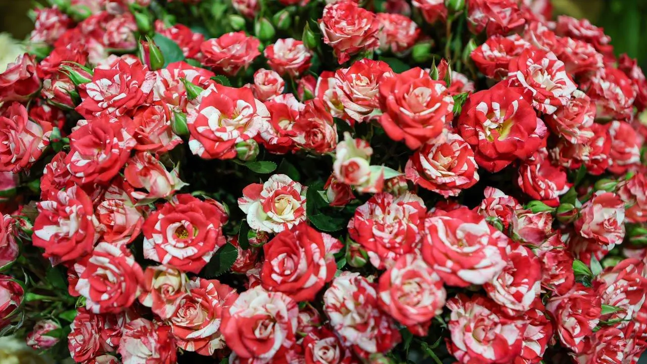 REGIONS/Роман Малышенко