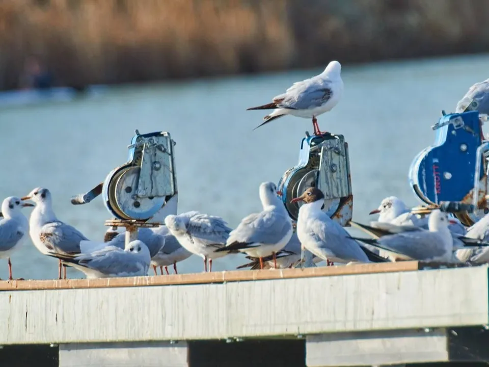 Фото: t.me/guorbron