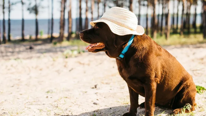 Фото: freepik.com