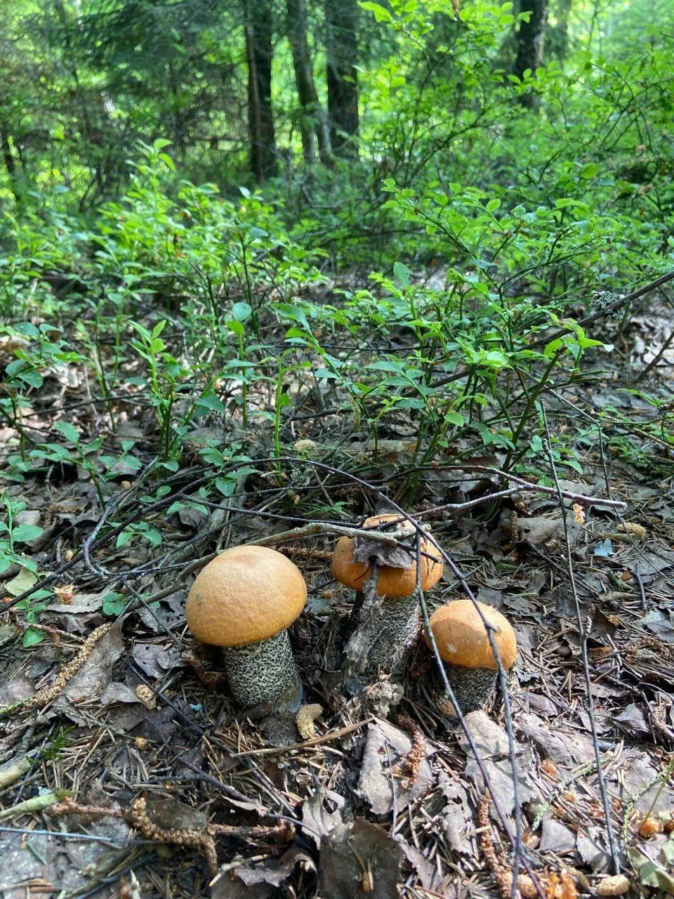 Раменский округ