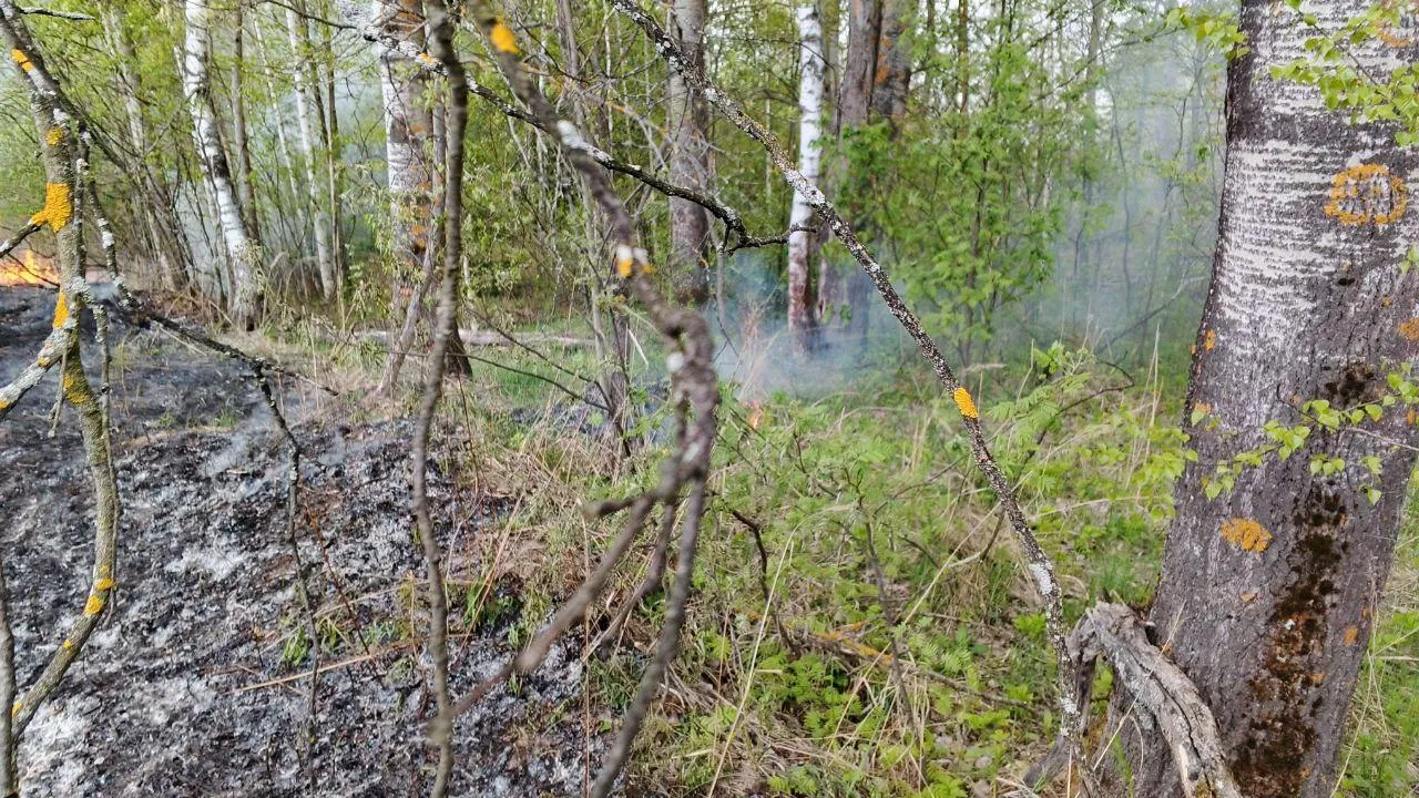 Фото: Комлесхоз Московской области