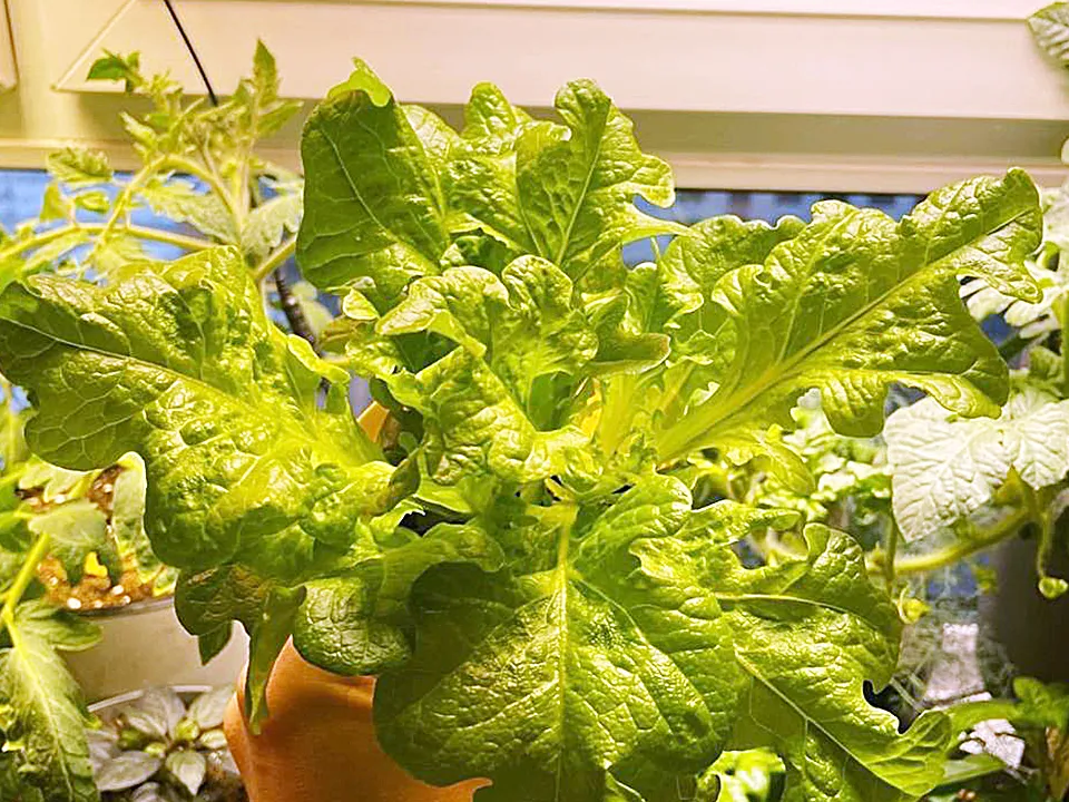 Фото: Алина Романова