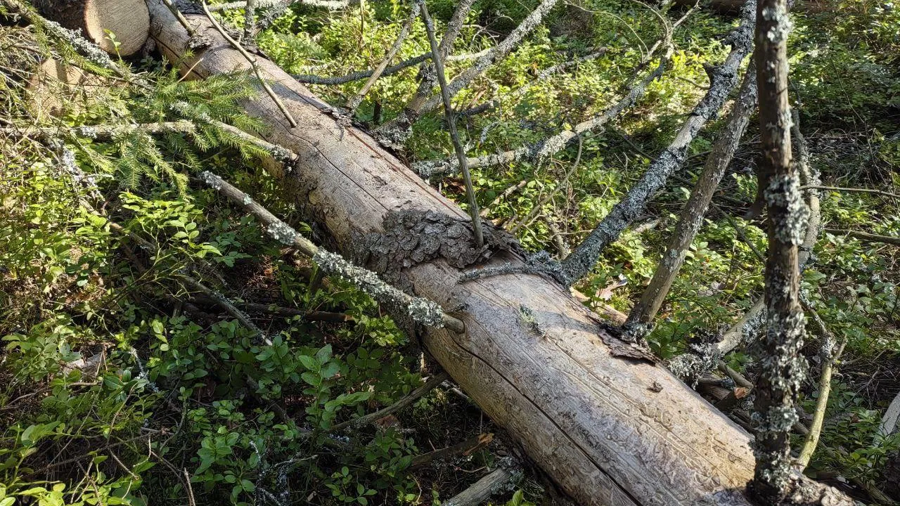 Фото: пресс-служба администрации г.о. Дубна