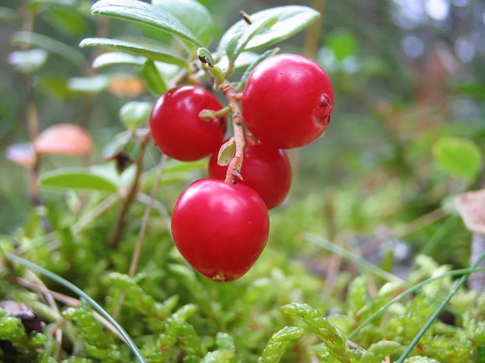 Фото: commons.wikimedia/Jonas Bergsten