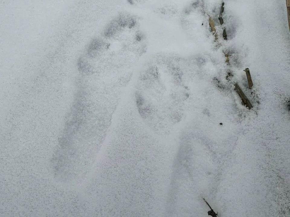 Фото: пресс-служба национального парка&nbsp;«Лосиный остров»