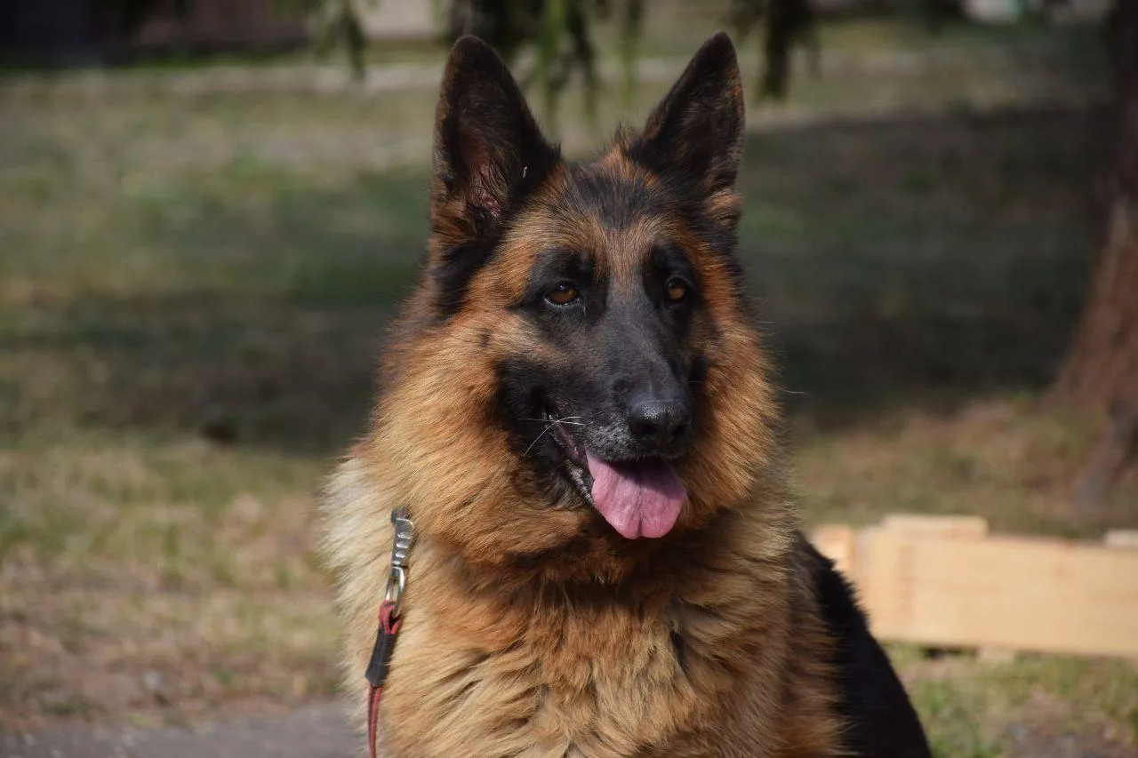 ОМВД России по г.о. Кашира