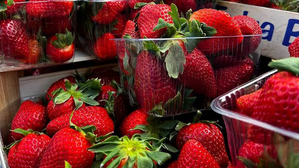 Фото: Минсельхозпрод МО