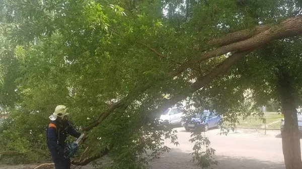 Маму и ребенка госпитализировали после падения ветки в Коломне