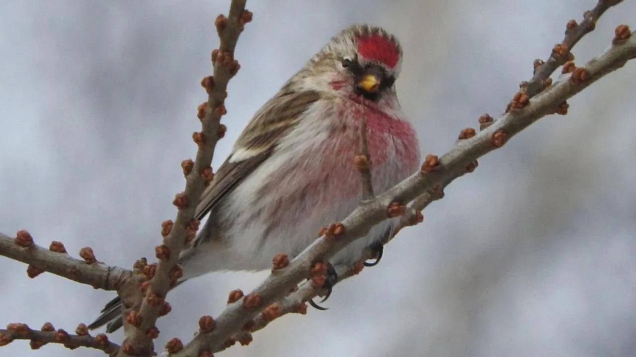 Ирина Столярова