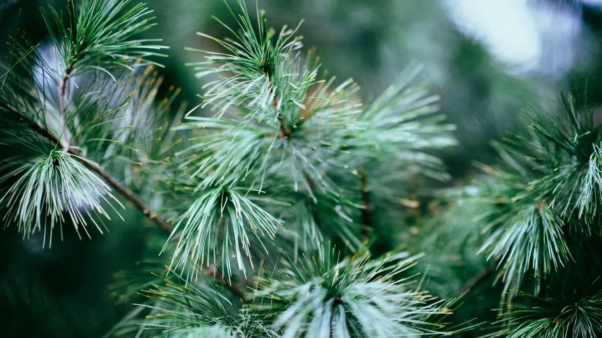 Фото: pxhere.com