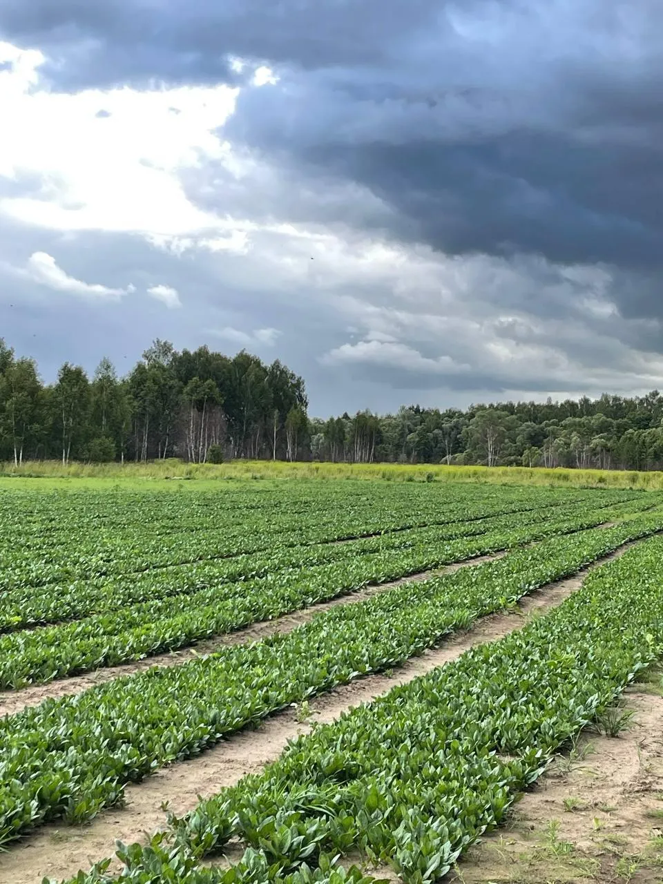 Фото: Андрей Семибратов