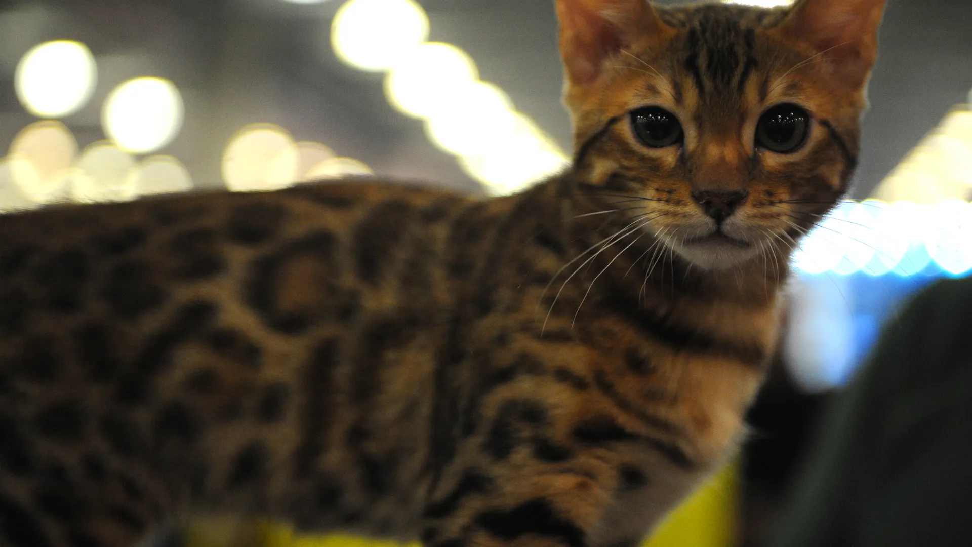 Международная выставка кошек «Кэтсбург-2015» в «Крокус Экспо»