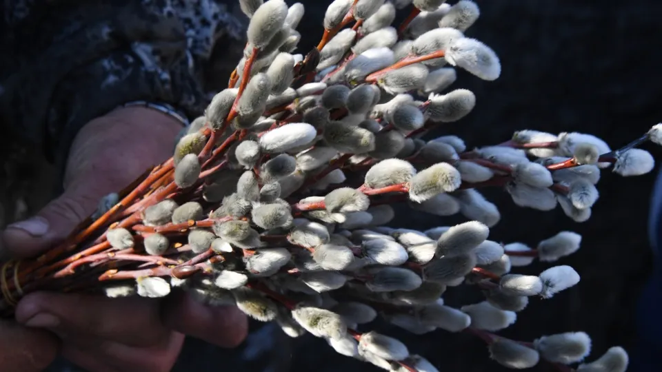 Фото: РИА Новости/Виталий Аньков