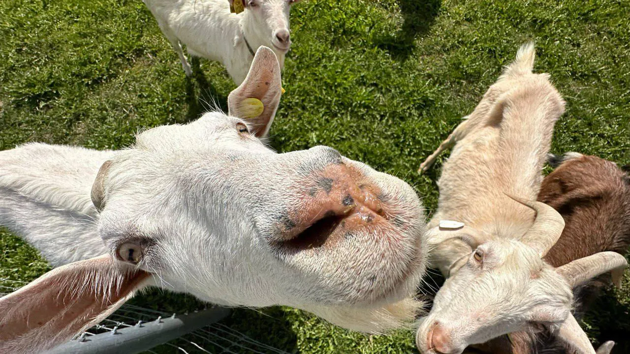 Пресс-служба Минсельхозпрод МО