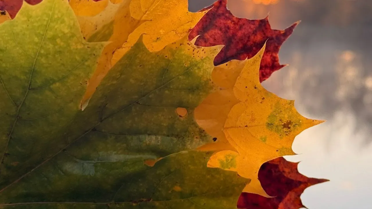 Фото: личный архив Марины Алифановой