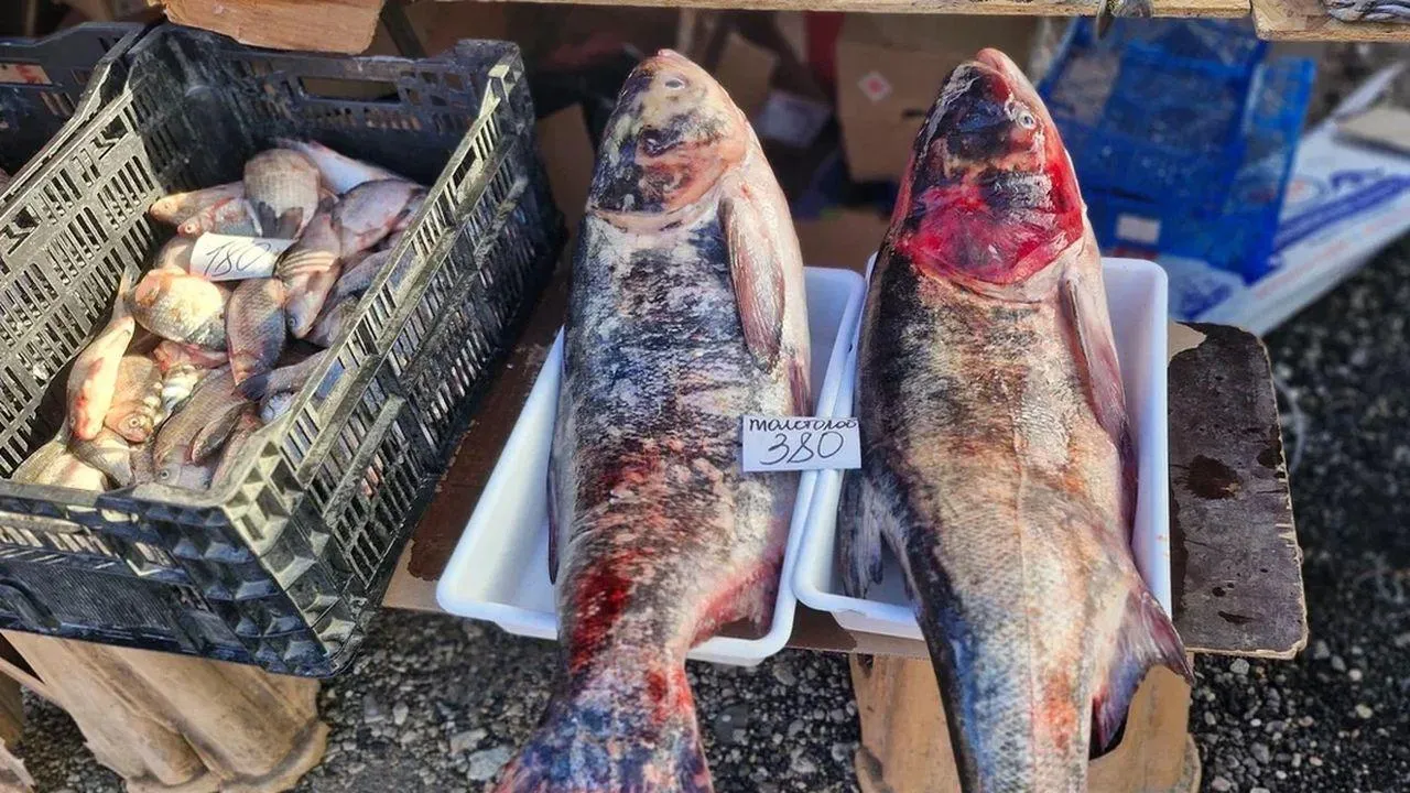 REGIONS/Наталья Надточая