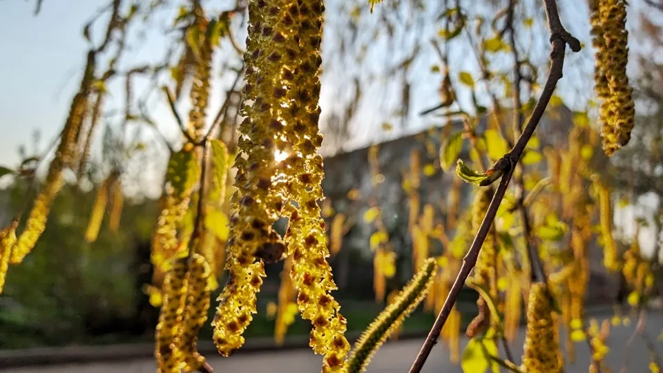 Фото: REGIONS/Алексей Селиверстов