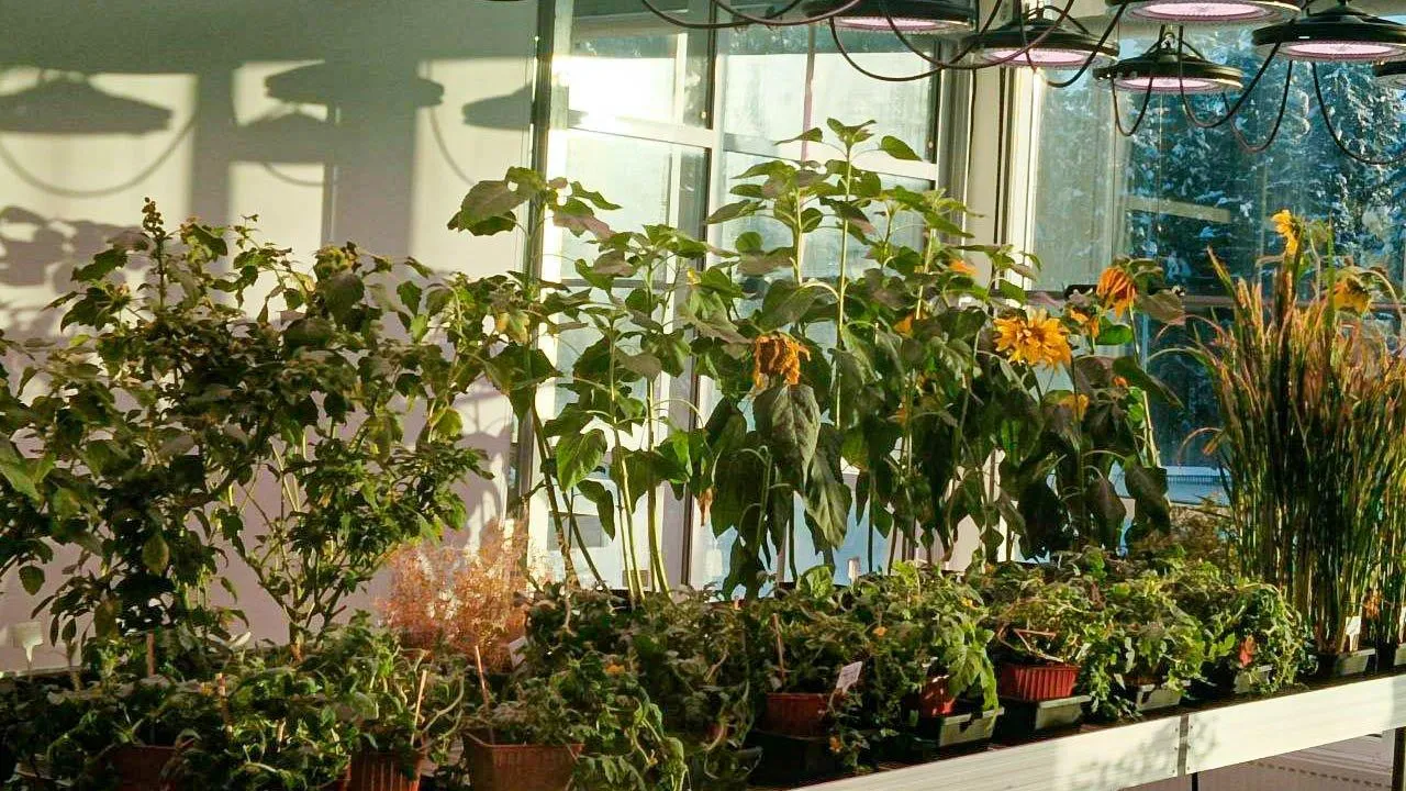 REGIONS/Наталья Пичугина