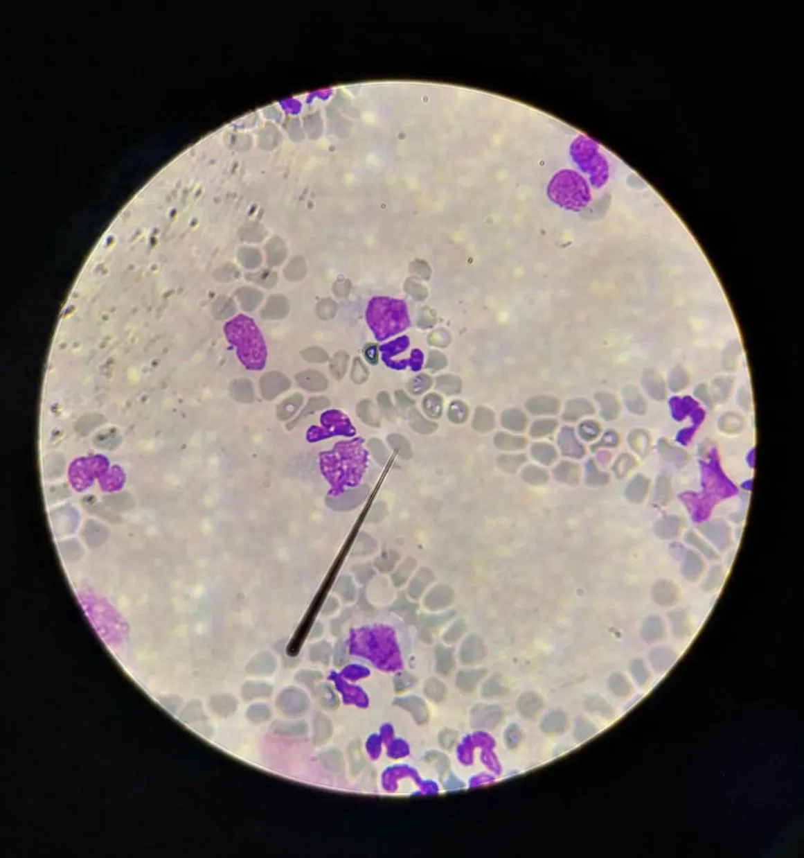 Фото: Дмитровская ветеринарная станция.