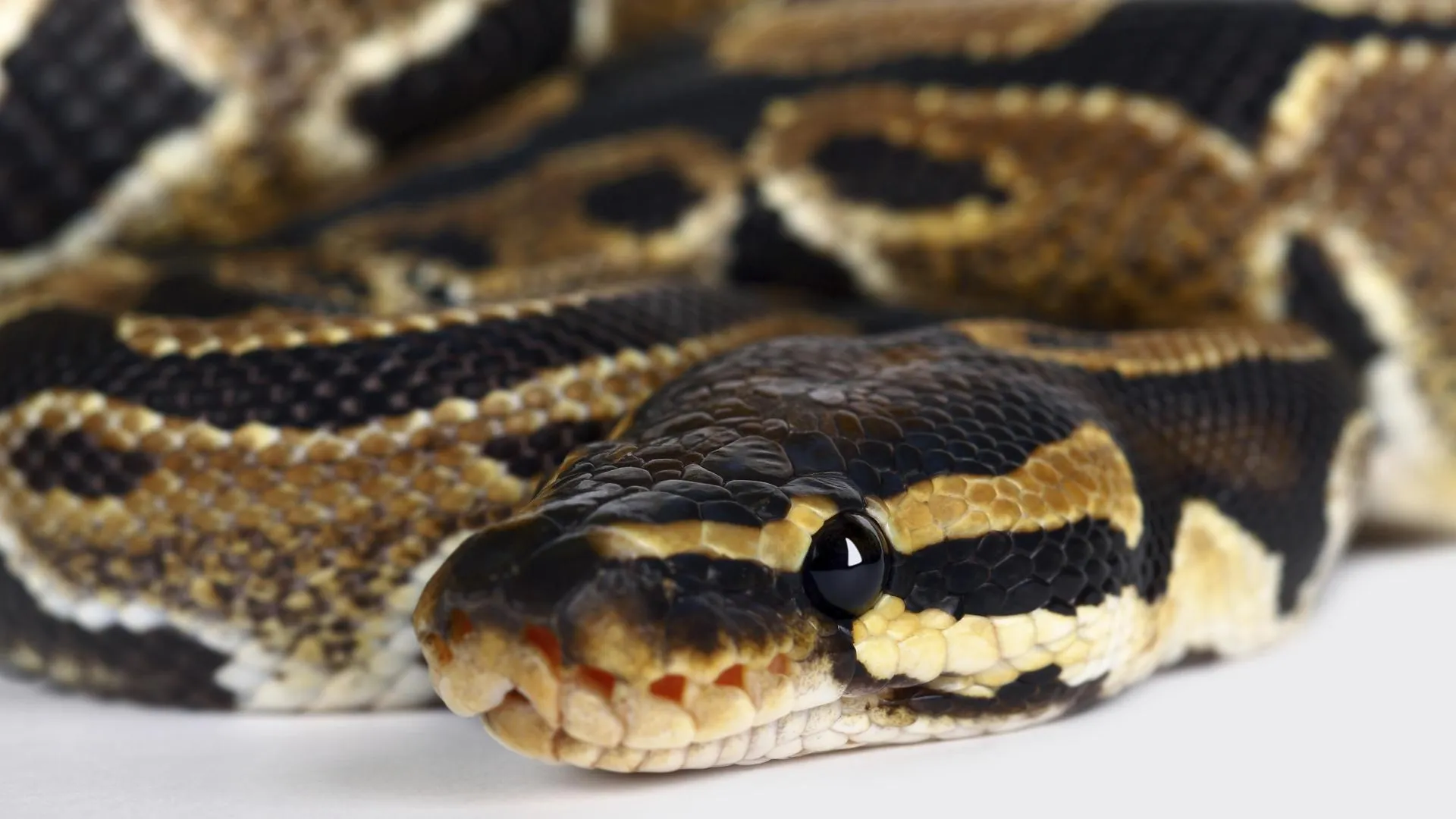 Jürgen Müller/imageBROKER.com