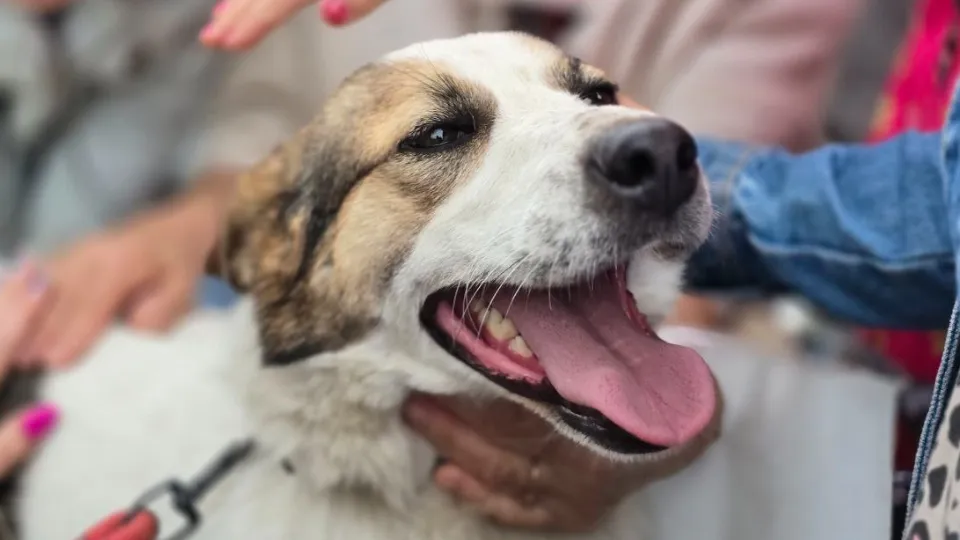 Фото: МедиаБанк Подмосковья/Яна Шаливская