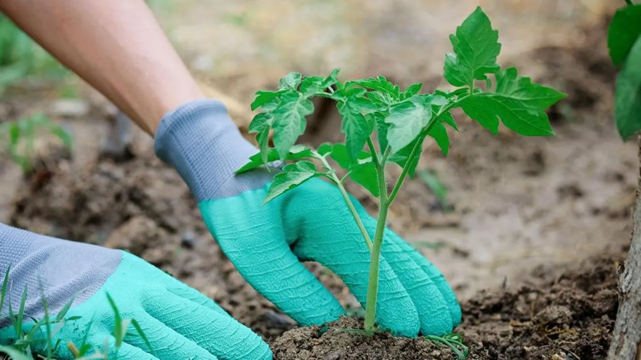 istockphoto.com