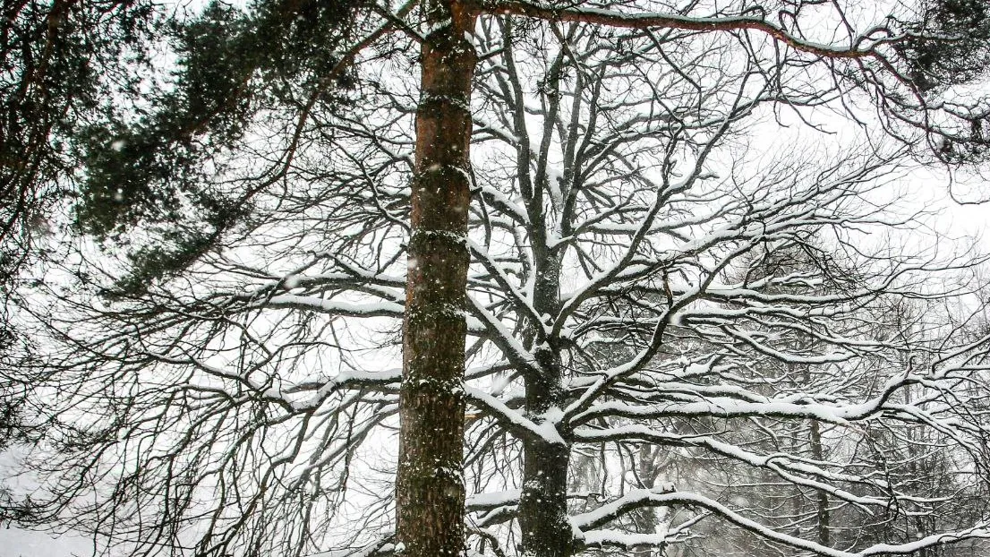 Фото: t.me/vdv_volkov