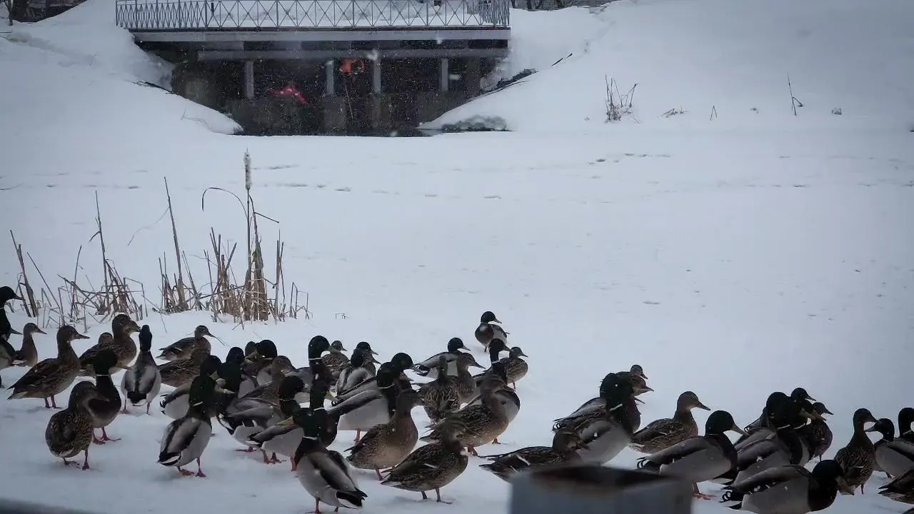 МедиаБанк Подмосковья/Ольга Антонова