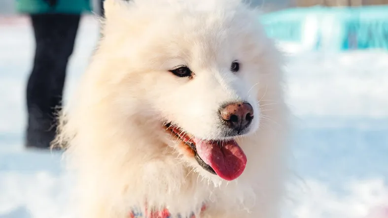 Фото: Минсельхоз МО