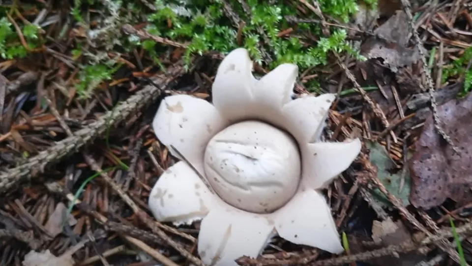 Фото: youtube.com/Грибоискатель