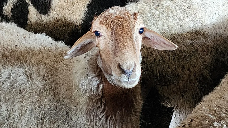 Фото: МедиаБанк Подмосковья/Екатерина Данилина