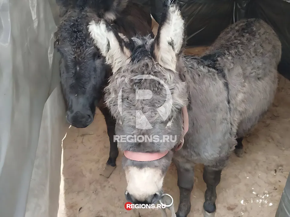 Яша и Маша. Фото: личный архив Валерия Сайгакова