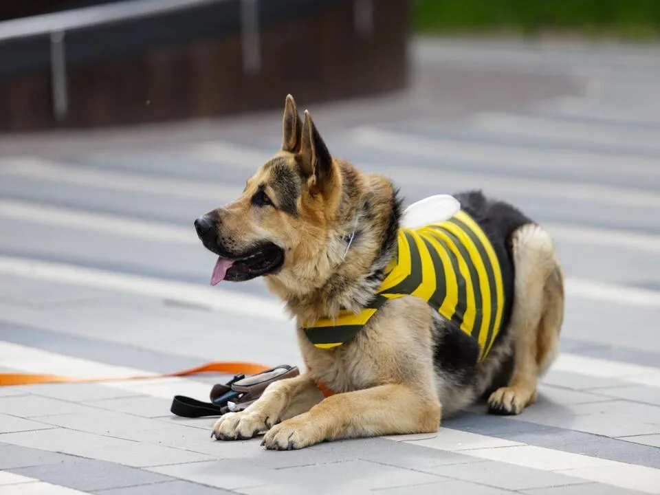 Фото: пресс-служба администрации г.о. Кашира