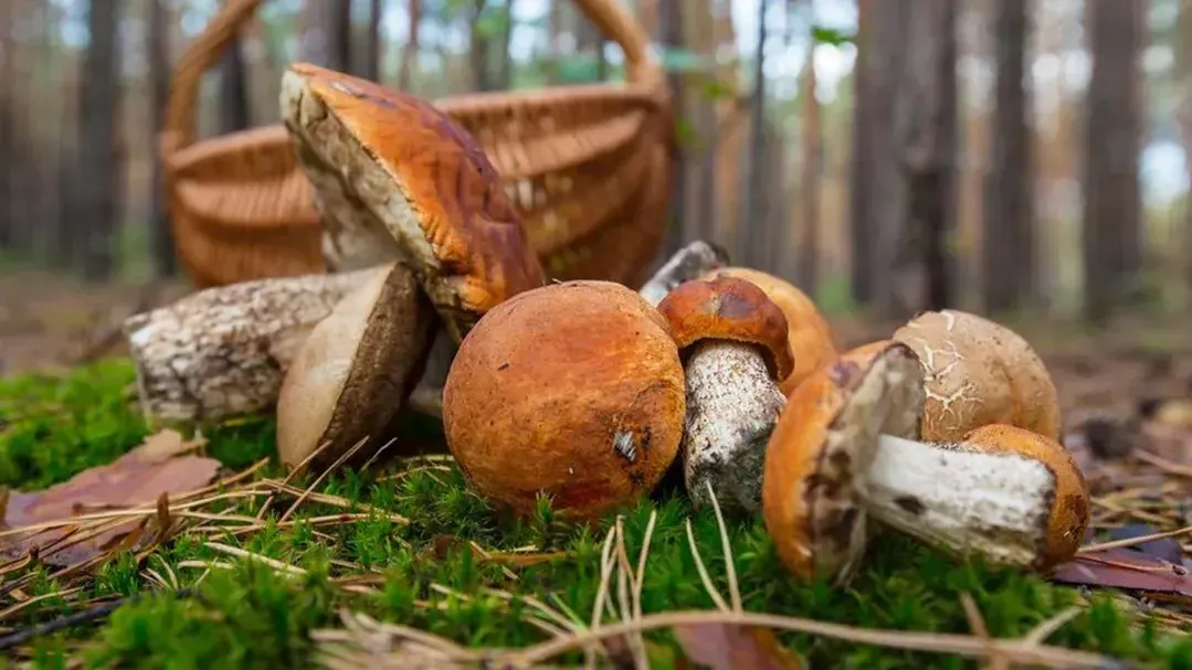 медиасток.рф