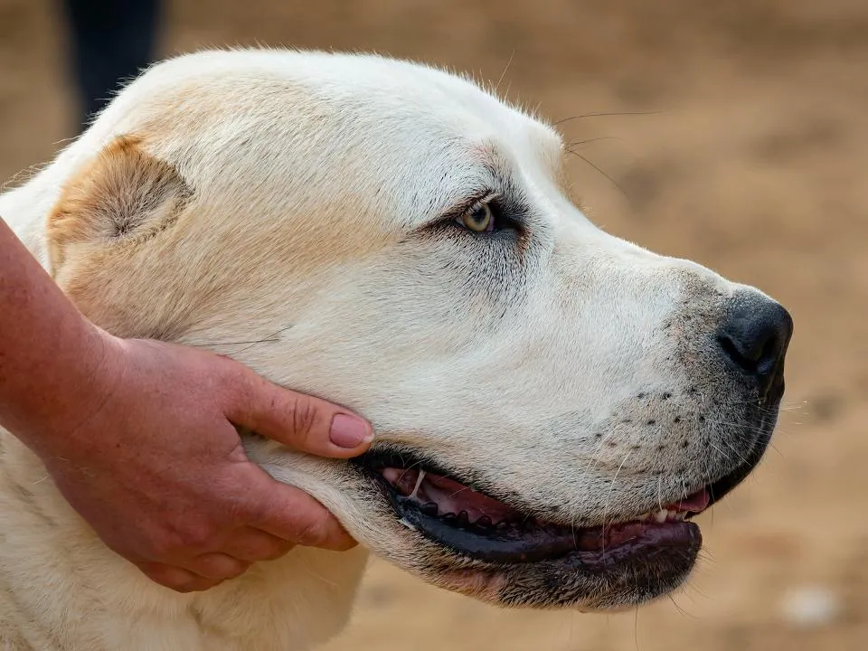 Нижегородский пес Кругетс умер: история знаменитого «толстячка», похудевшего на 40 килограммов
