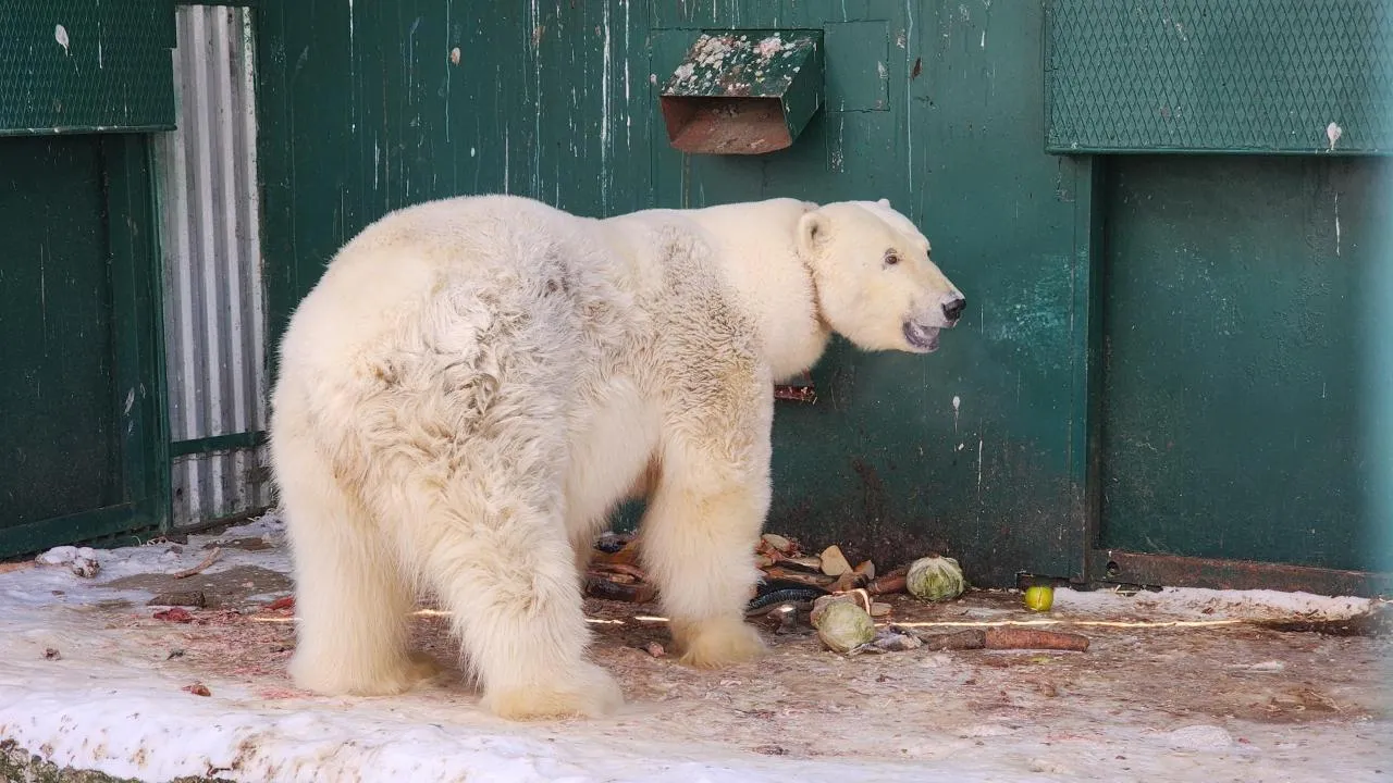МедиаБанк Подмосковья/Дмитрий Беденко
