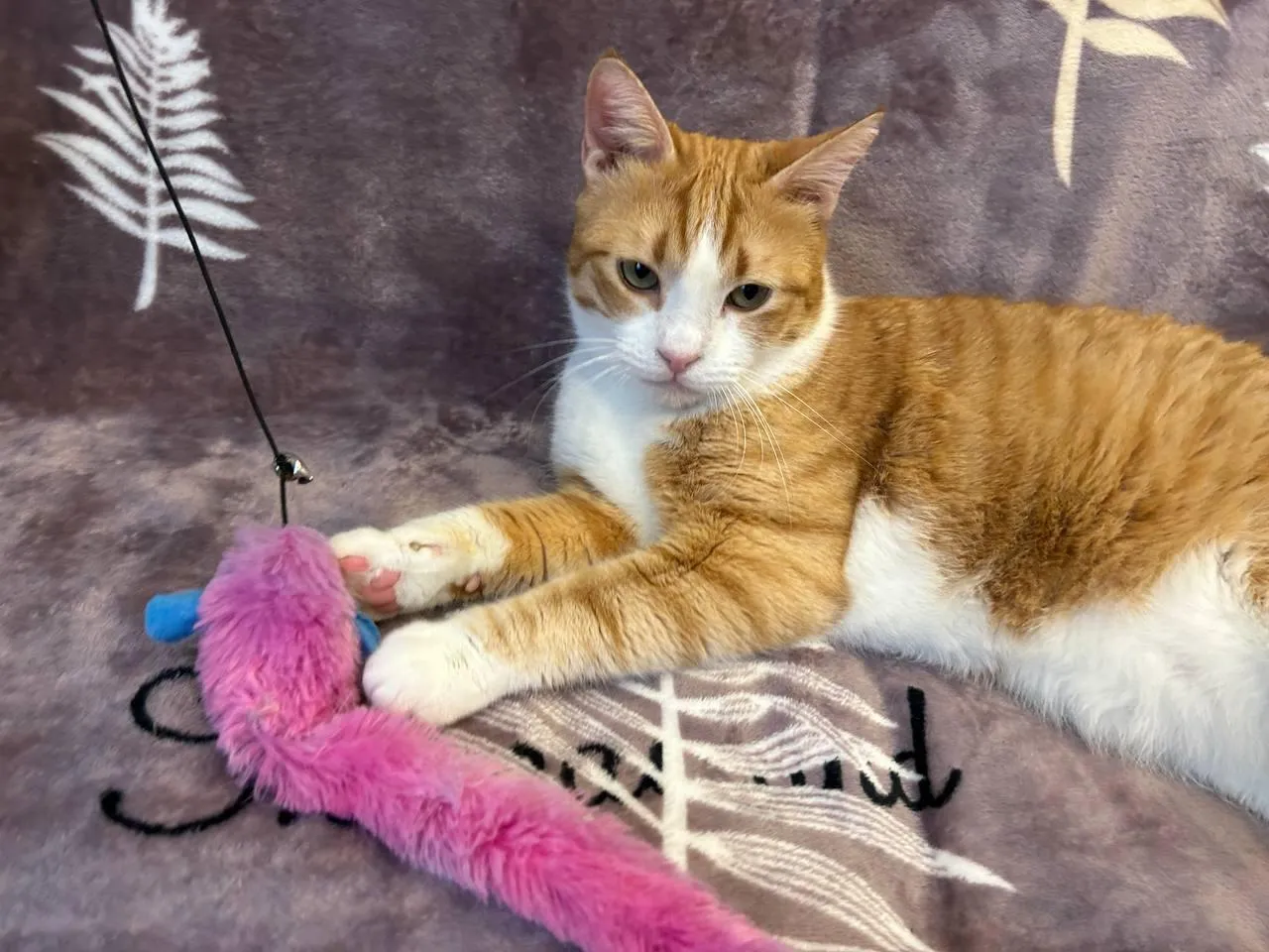 пресс-служба администрации городского округа Долгопрудный