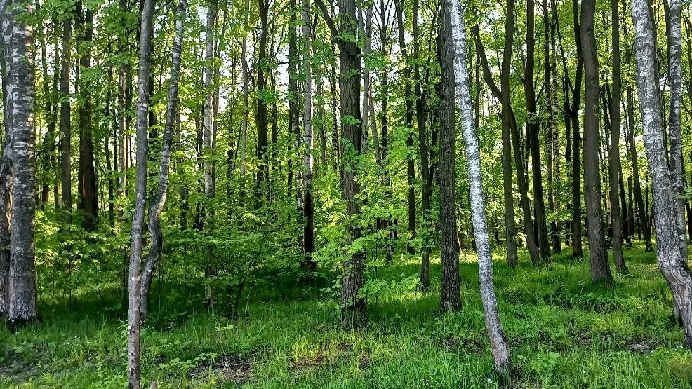 Фото: Олег Книжник