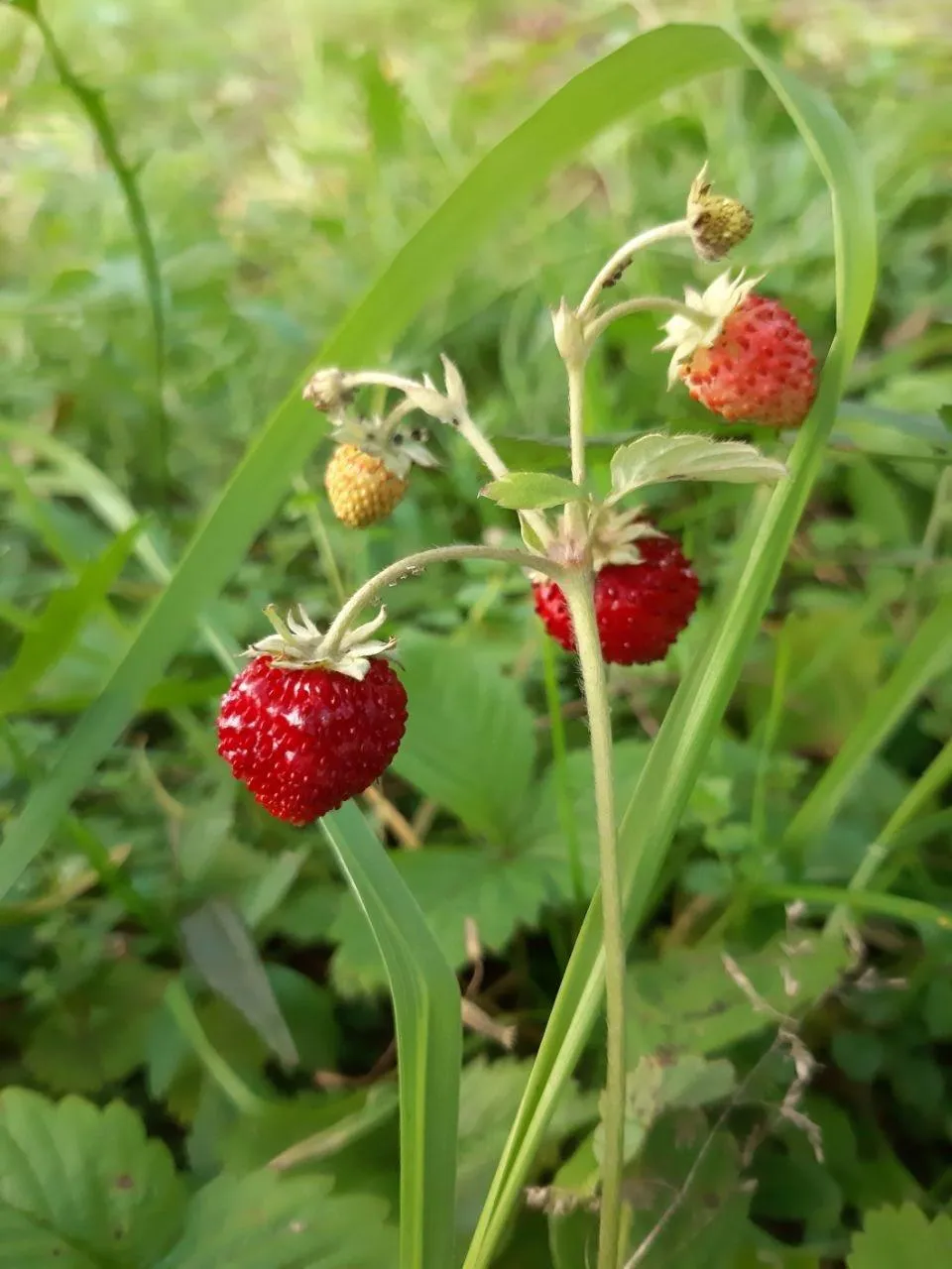 Фото: Подслушано | Дедовск / ВКонтакте