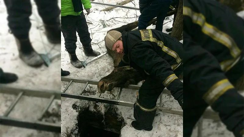 Сохатого спасли из трехметровой ямы в Лосином острове