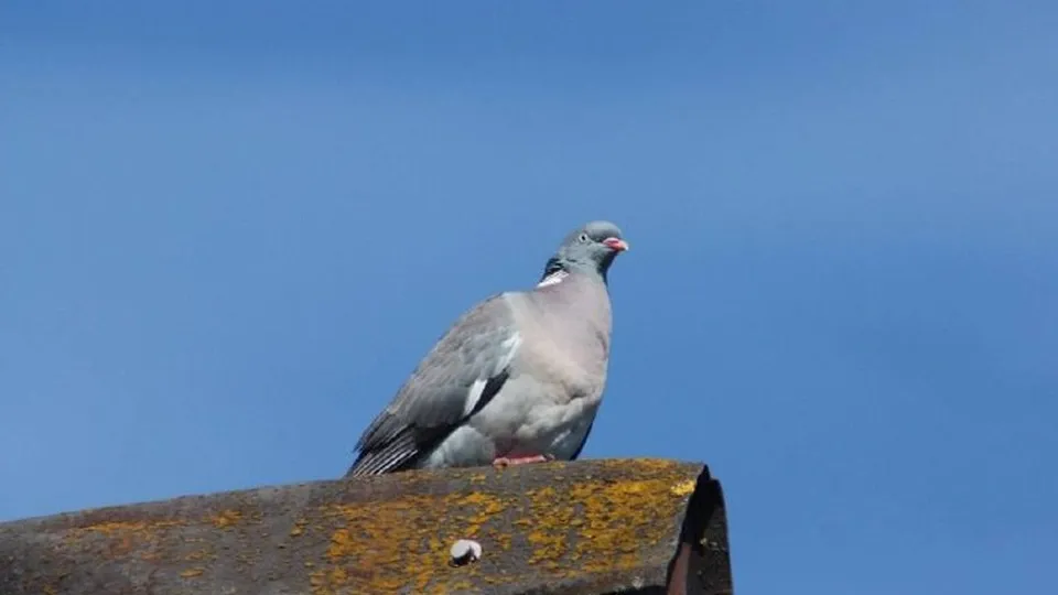 Фото: t.me/istra_go